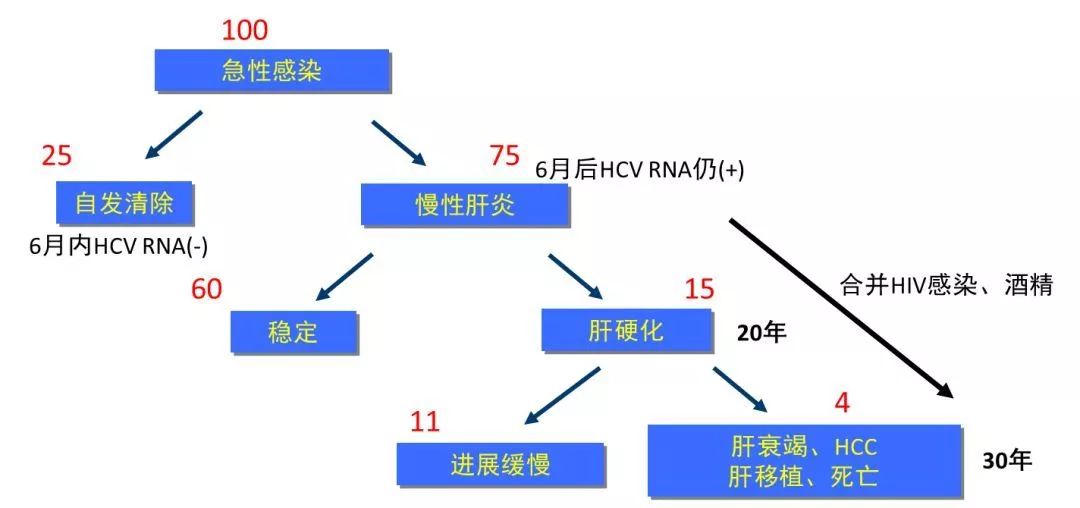 HCV感染自然進(jìn)程示意圖